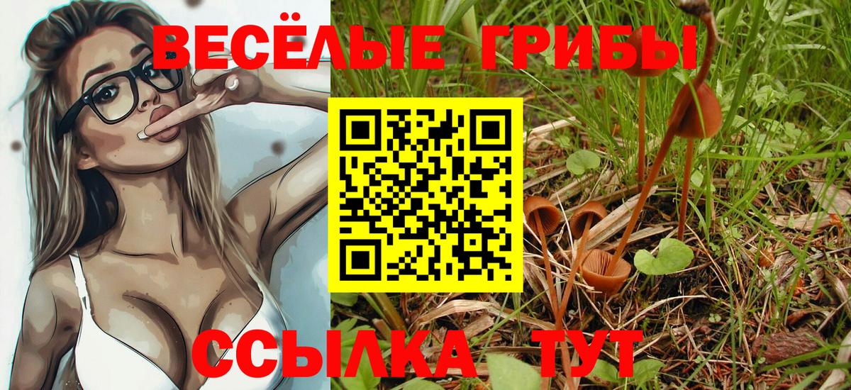 Галлюциногенные грибы Psilocybe Медногорск
